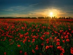 Poppies in the Morning Sun