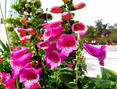 Roadside flowers - flowers, bright, roadside, pretty