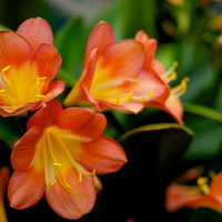 Golden Orange Flowers