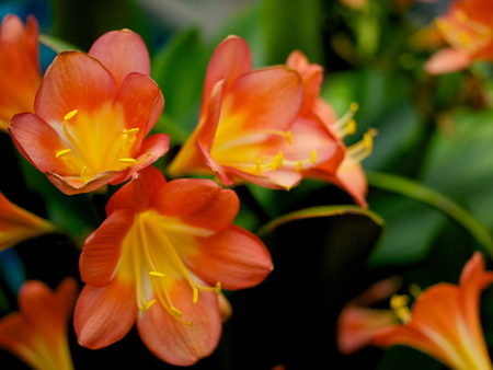 Golden Orange Flowers - nature, orange, summer, flowers