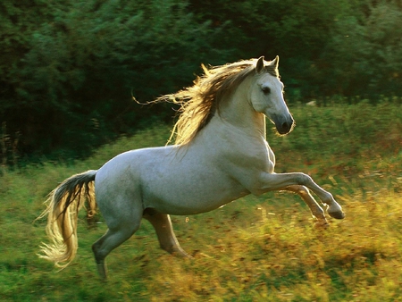 White Horse - white, picture, horse, cool