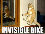 BIKER KITTY FOR JERRY