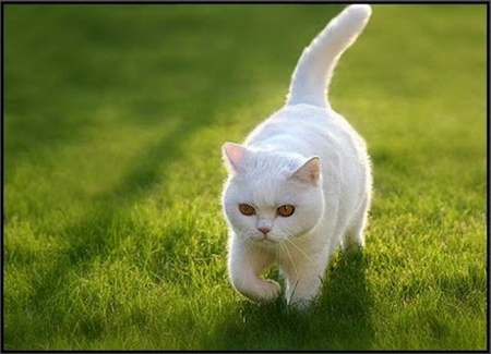 OUT FOR A MORNING STROLL - white, walking, cute, kitty