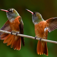 Beautiful Birds