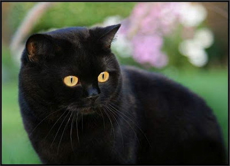 BLACK BEAUTY - black, cute, kitty, beautiful