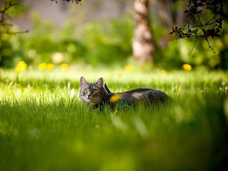 Cat in Grass - picture, in grass, cat, cool