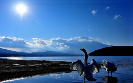 Swans in Lake - in lake, swans, picture, beautiful