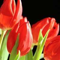 Red tulips