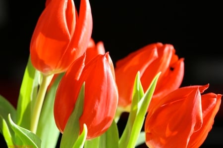 Red tulips - sunny, red tulips, beautiful, beauty, petals, tulip, leaves, flowers, tulips, red, green