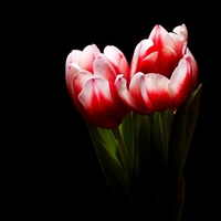 Love of tulips