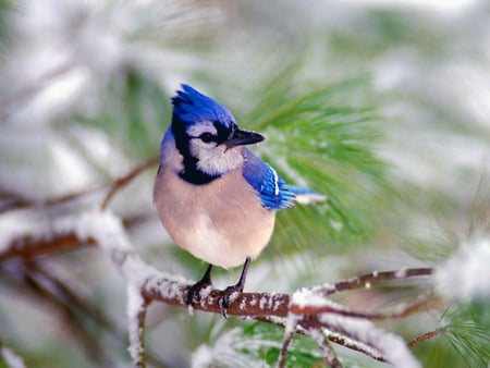 Winter bird - bird, branch, animal, winter, blue