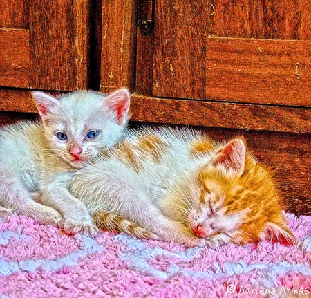 kittens - nature, sleeping, pets, kittens