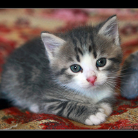 sweet kitty