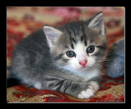 sweet kitty - kitten, cute, little, baby, cat, kitty