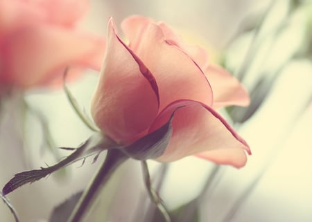 Love Rose - pink flower, pink rose, rose, pink