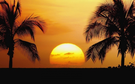 SUNSET BETWEEN THE PALMS - palms, sunset, nature, sun