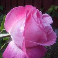 Pink Rose