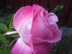 Pink Rose