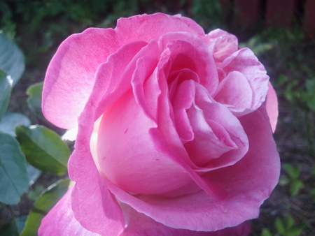 Pink Rose - pretty, rose, flower, pink