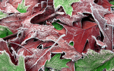 Frozen Leaf