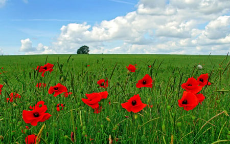 Field of poppies - sky, day, summer, field, clouds, red, blue, green, sunny, poppies