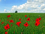 Field of poppies