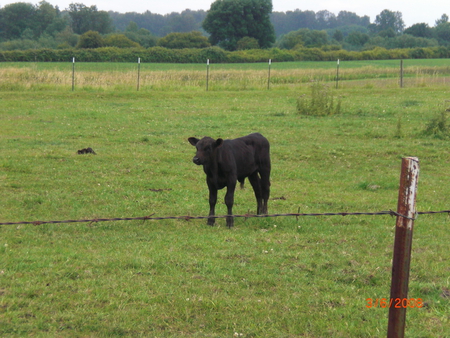 One Calf - home, place, single, black