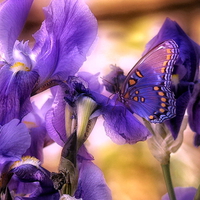 Purple butterfly over purple iris