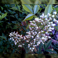 Beautiful bamboo flower