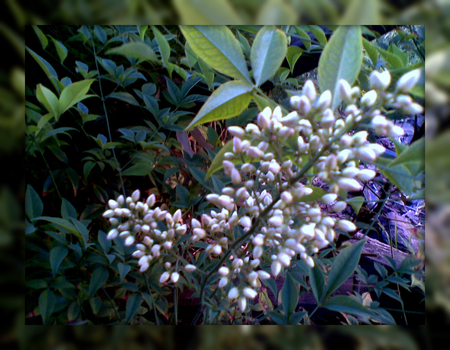 Beautiful bamboo flower - white, nature, garden, bamboo, flower