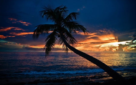 Palm Beach - multicolor, scene, scenario, sunrise, pink, sunrays, widescreen, trunks, landscapes, seasons, tropic, beachescape, oceanscape, hot, gold, sunbeam, colors, natural, colours, gray, shadows, new, blue, yellow, amazing, sunsets, dark, leaves, violet, sky, sun, clouds, oceans, water, beaches, photoshop, sea, morning, cool, colorful, islands, black, lightness, bright, sunny, sundown, summer, scenery, wood, sand, light, nice, paysage, beauty, white, tropical, paisage, nature, brightness, high definition, background, wallpaper, reflections, photo, desktop, dawn, purple, mirror, hd, golden, darkn, branches, palms, trees, beautiful, photography, reflected, orange, pc, paisagem, cenario, awesome, waves, cena, panorama, multi-coloured, leaf, day