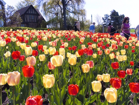 Tulips - yellow, red, park, tulip, field, garden