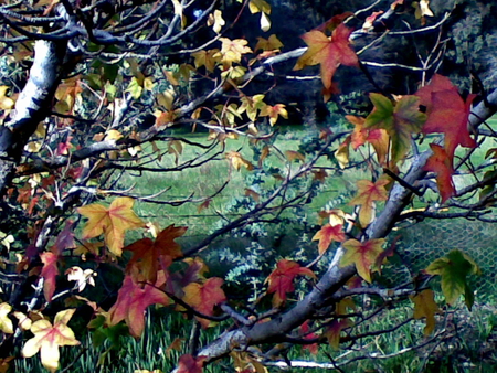 Lipstick tree - nature, claret-red, forest, maple, tree