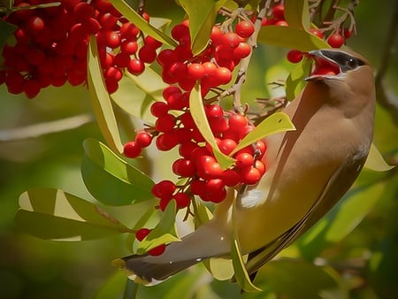 Bird - bird, fruits, red, fly