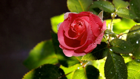 Helen, the most beautiful flower of DN !! - fresh, dewy, beautiful, red, rose, gift, lovely, leaves