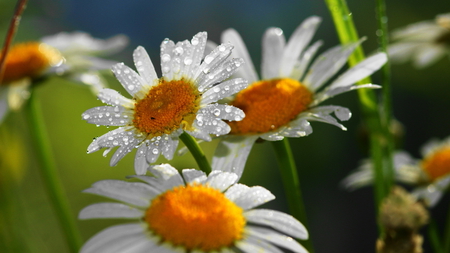 Dewy Daisies - dewy, white, water drops, beautiful, daisy, flower, petals