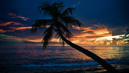 SUNSET - sky, beach, spanish, dark, palm tree, beautiful, sunset