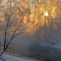 Sunshine through frosty trees..