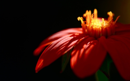 Red Flower - nature, dark, red, petals, light, sunbeam, black, flower