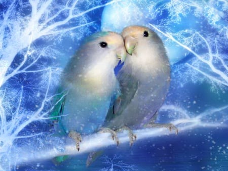 Bird\'s love - love, xmas and new year, couple, budgy, animals, branch, parakeets, winter, love four seasons, holidays, blue, snow, beloved valentines, birds