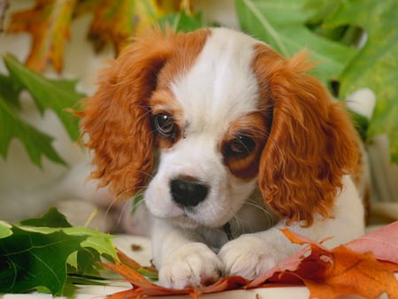 Enjoying the autumn - enjoy, animal, cute, joy, sweet, puppy, leaves, adorable, autumn, dog