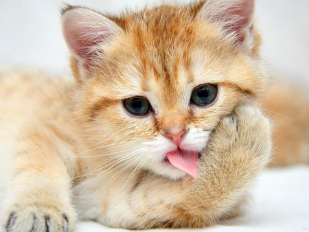 Care for myself - cute, adorble, sweet, cat, kitty, kitten, myself, tongue, care, fluffy