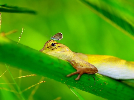 Butterfly on Lizard - lizard, butterfly, picture, beautiful