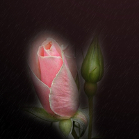 pink rose bud