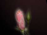 pink rose bud