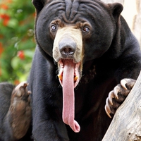 Funny Bear