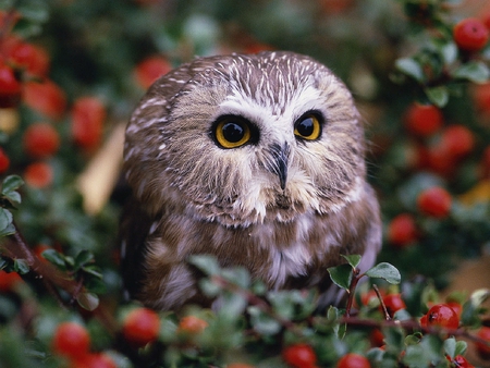 Cute Owl - beautiful, owl, cute, picture