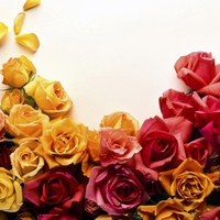 Colors of roses