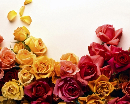 Colors of roses - yellow, roses, red, colors, flowers