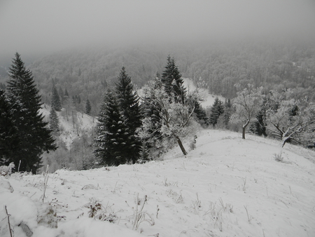 winter - snow, ice, winter, forest